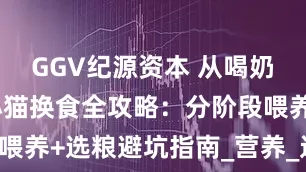 GGV纪源资本 从喝奶到吃粮，小猫换食全攻略：分阶段喂养+选粮避坑指南_营养_过渡_肠胃
